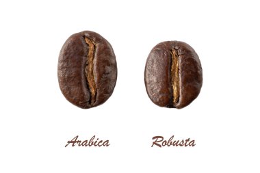 Koyu kavrulmuş Arabika ve Robusta kahve çekirdekleri beyaz arka planda izole edilmiş..