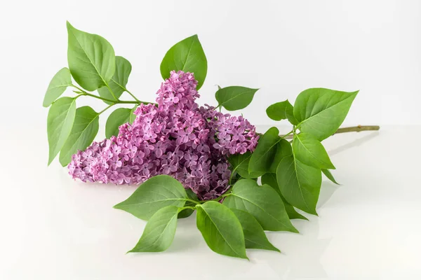 stock image Lilac branch with blooming aroma violet flowers and reflection on white glass background. Spring season flowers.