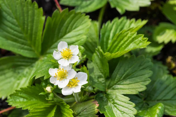 Wild strawberry flowers closeup in sunny spring day. Blooming strawberry bush in spring time. Forest or garden plant.