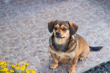 Sevimli genç dişi köpek safkan pug ve dachshund taş yolda oturuyor..