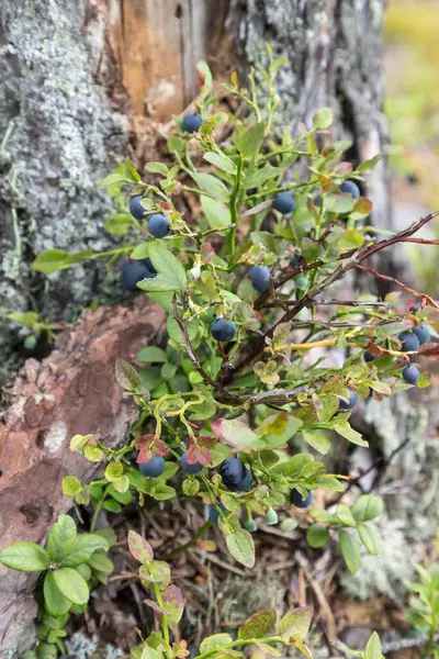 Wild Blueberry Bush Ripe Berries Stone Forest Northern Europe Seasonal — Stock Photo, Image