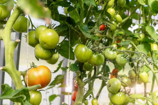 Rote Und Grüne Reifende Saftige Tomaten Auf Zweignahaufnahme Gewächshaus Gemüseernte — Stockfoto