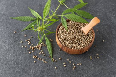 Ahşap kasedeki kenevir tohumları yemek ve esrarı koyu gri taş arka planda yetiştirmek için kullanılır. Süper yiyecek olarak kabuksuz kenevir tohumları, lif, protein ve omega 3 ile yemek için takviye.