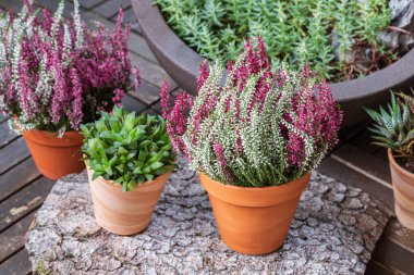 Blooming white and pink heather flowers (calluna vulgaris L.) in clay pot on wooden terrace floor in garden. Autumn and winter plants cultivating.
