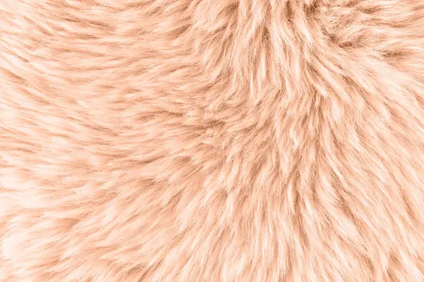 Natural sheepskin fur texture as background in trendy color 2024 year Peach Fuzz. Detail of sheep skin fur rug.