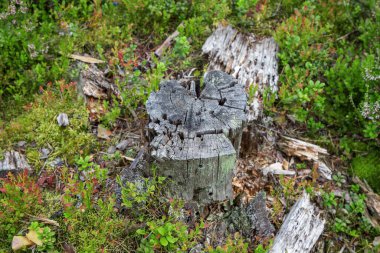 Kuzey Avrupa ormanlarında eski gri ağaçtan bir kütük. Güvenlik için ormanların yok edilmesi