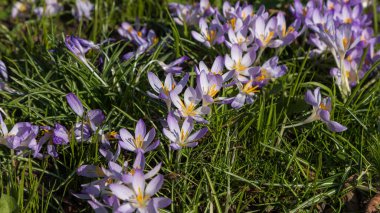 Çiçek açan ilkbahar çiçekleri. Violet Crocus tarlası. Çiçekli doğa halısı.