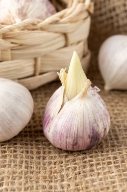 Çuval bezi üzerinde lahanalı sarımsak ampulü. İlkbaharda ekmek için sarımsak..