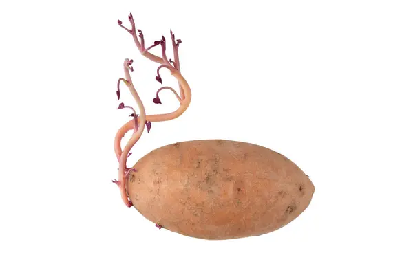 stock image Sweet potato tuber with sprout isolated on white background. One potato with growing sprouts. Healthy food.