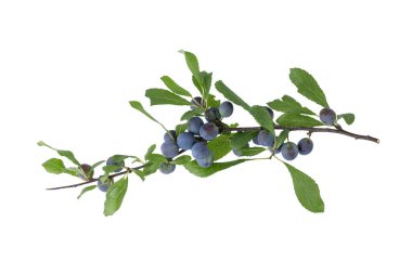 Beyaz arka planda yaban dikenli böğürtlen ve yapraklı yaban dikenli dal. Prunus spinosa L.