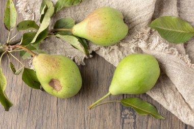 Olgun armut hasadı. Dal dallı taze organik armutlar ve ahşap masa arkasında keten peçetenin üzerinde yapraklar. Bahçe mahsulü.