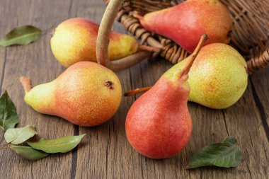 Olgun kırmızı armut meyveleri Forelle sepetten ahşap masaya düşüyor. Ahşap zemine saçılmış yapraklarla bütün armutları topluyorum. Sağlıklı yemek..