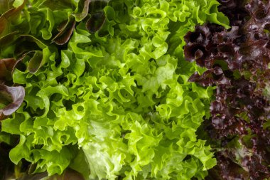 Farklı renkte marul salatası çeşitleri arka planda kalır. Yeşil ve kırmızı marul salatası yeşillik üst görünüm yakın çekim.
