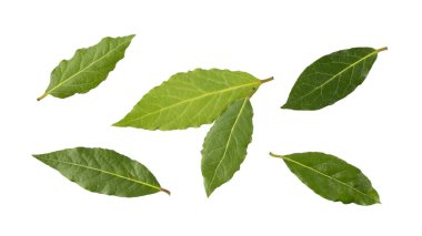 Beyaz arka planda taze yeşil defne yaprakları izole ediliyor. Aromatik baharatlı mutfak malzemesi. Baharat kartı.