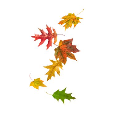 Sonbahar sonbahar kartında düşen akçaağaç ve meşe yaprakları. Uçan renkli sonbahar yaprakları beyaz arka planda izole. Merhaba Sonbahar resmi.
