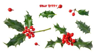 Beyaz arka planda kırmızı böğürtlen ve yeşil yapraklı Noel ağacı dalları. Noel süsü olarak kış doğal dalı. 