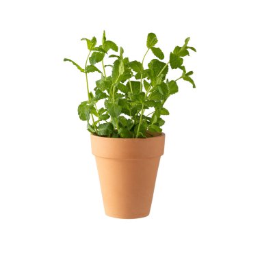 Beyaz arka planda izole edilmiş seramik kaptaki nane bitkisi. Mutfak aromalı bitkiler koleksiyonu..