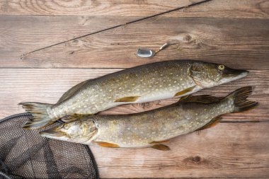 Balık ağındaki tatlı su kuzey turnabalığı (Esox Lucius). Hobi olarak balık tutmak. Sağlıklı besin maddeleri.