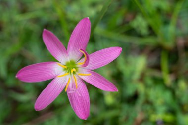Pembe Zephyranthes Carinata çiçek üst görünümü.