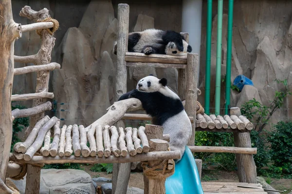 Två Pandor Sover Det Gigantiska Pandacentret Zoo Negara Malaysia Stockfoto