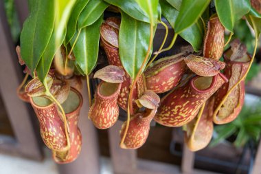 Close-up view of the Nepenthes Gaya. It is a beautiful tropical pitcher plant variety clipart