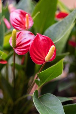 Yemyeşil yapraklarla çevrili sarı küreleri olan canlı kırmızı anthurium çiçeklerine yakın çekim. Parlak yaprakları ve parlak çiçekleri olan tropik bir bitki. Kapalı mekandaki süs bitkileri.