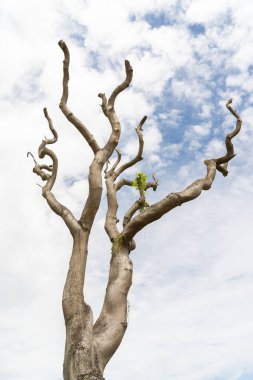 Açık havada parlak bir gökyüzüne uzanan çıplak budanmış ağaç.