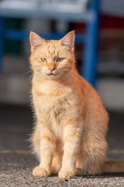 Güneşli turuncu kedi dışarıda oturuyor ve tuhaf bir ifadeyle kameraya bakıyor.