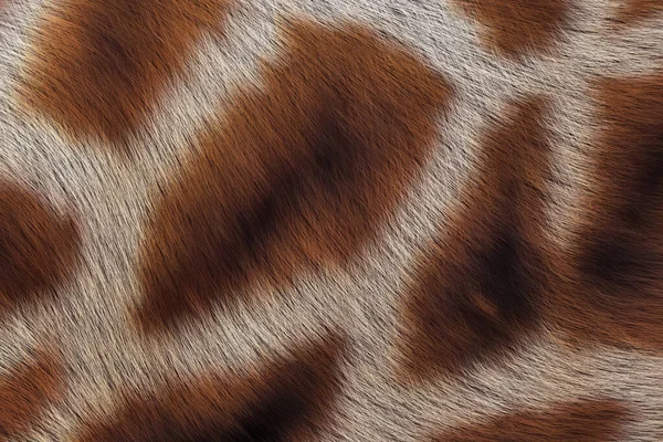 本物のキリンの皮のウールの質感 毛皮の質感 抽象装飾的背景 — ストック写真