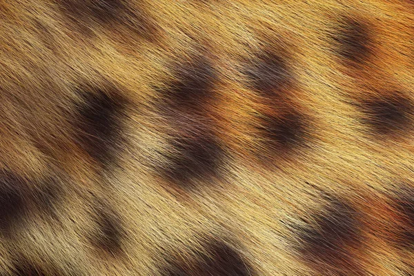 動物の皮膚パターン 哺乳類の表面の毛皮 チーターウールの背景 — ストック写真