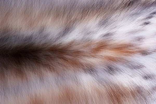 Zvířecí Kůže Vlna Vzor Textury Pozadí — Stock fotografie