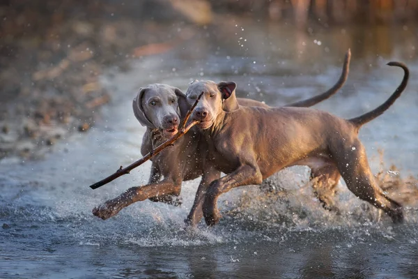 Изображение Веймаранских Собак Бегущих Озере — стоковое фото