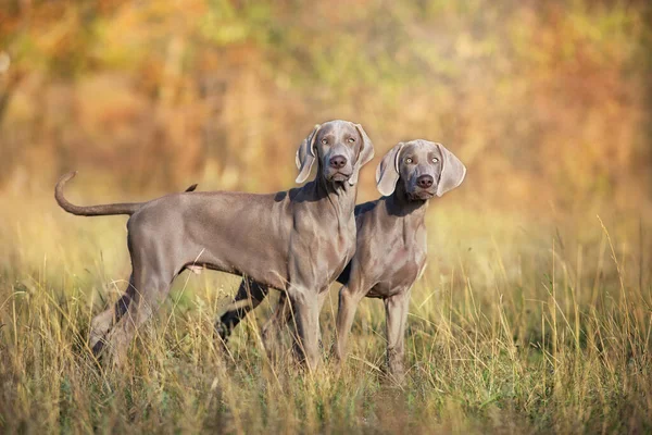 Dos Perros Weimaraner Otoño Paisaje Día Soleado — Foto de Stock