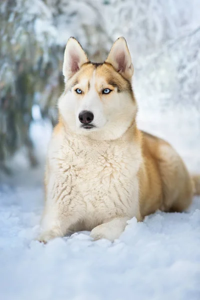 Husky Retrato Nieve Bosque Invierno — Foto de Stock