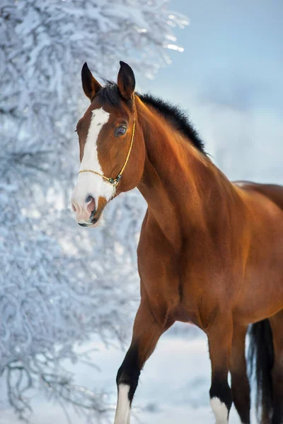 Gyönyörű Öböl Portré Télen Fagyott Erdő — Stock Fotó