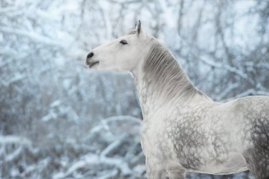 Gray andalusian  horse portrait in snow winter landscape clipart