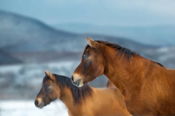 Paardenkudde Close Portret Bergen — Stockfoto