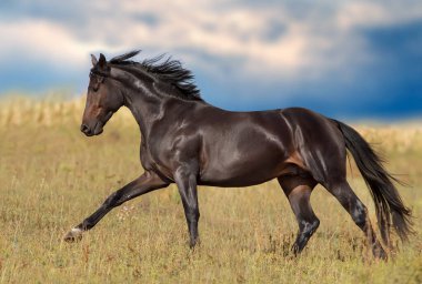 Horse  run gallop on autumn yellow meadow