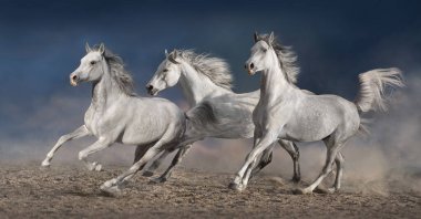 Arabian horses  run gallop in desert dust