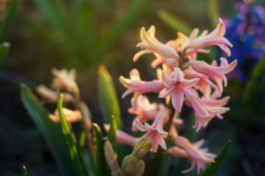 Çok renkli sümbülleri, geleneksel paskalya çiçekleri, çiçek arkaplanı, paskalya arkaplanı olan büyük bir çiçek tarhı.