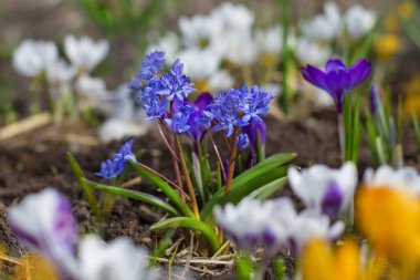 Çiçekli çiğdem vernus bitkilerin Alanı, çiçek parlak renkli erken bahar çiçekleri grubu