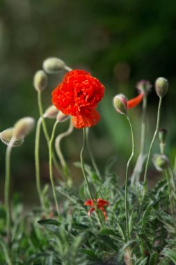 Red poppy flower at sunset in a summer field