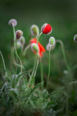 Red poppy flower at sunset in a summer field