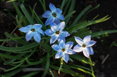 Ipheion uniflorum ilkbahar çiçek açan ampul bitkileri