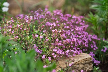 Saponaire rose flowers on rock