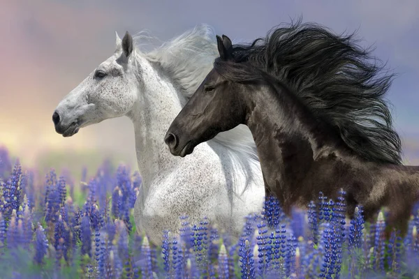 Wit Zwart Paard Met Lange Manen Lupine Bloemen Veld Tegen — Stockfoto