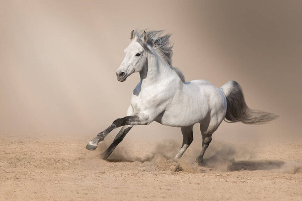 Grey arabian horse run free on desert dust