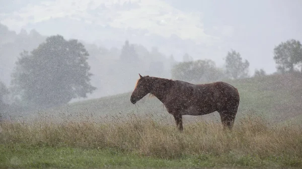 Beautiful horse on pasture against mountain view  in the rain
