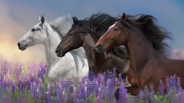 Cavalos Com Crina Longa Campo Flores Tremoço Contra Pôr Sol — Fotografia de Stock
