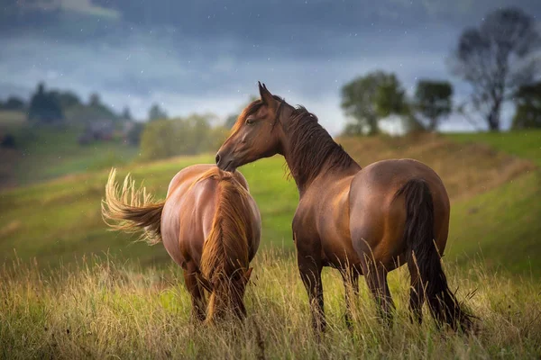 Beautiful horses on pasture against mountain view  in the rain